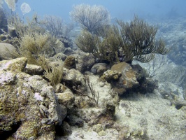 IMG 3806 Reef